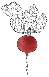 beetroot